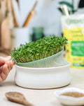 Coupelle de germination