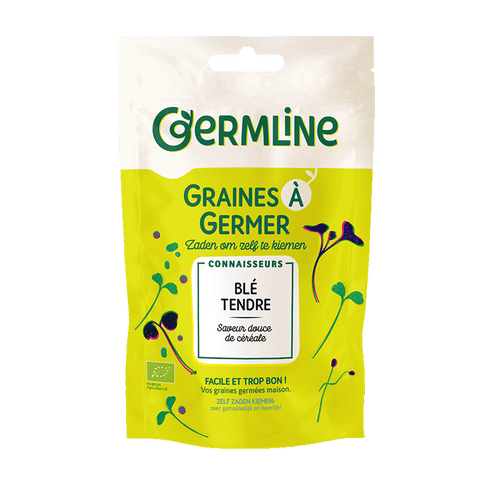 Graines à germer blé bio (origine France) 